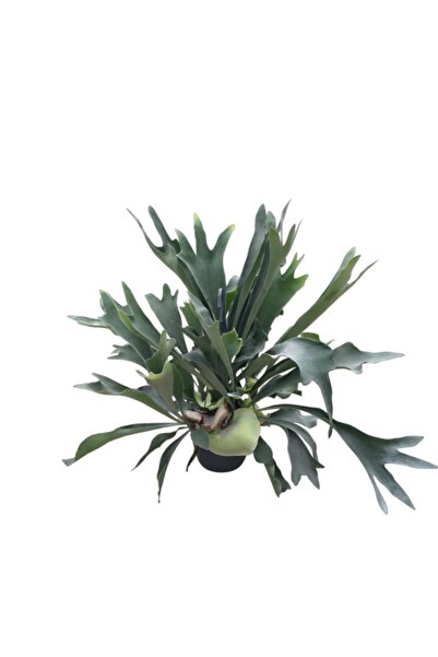 Betonish Platycerium Bifurcatum (GEYİK BOYNUZU)