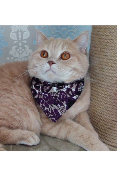 stylie Purple Patterned Cat and Small Breed Dog Scarf