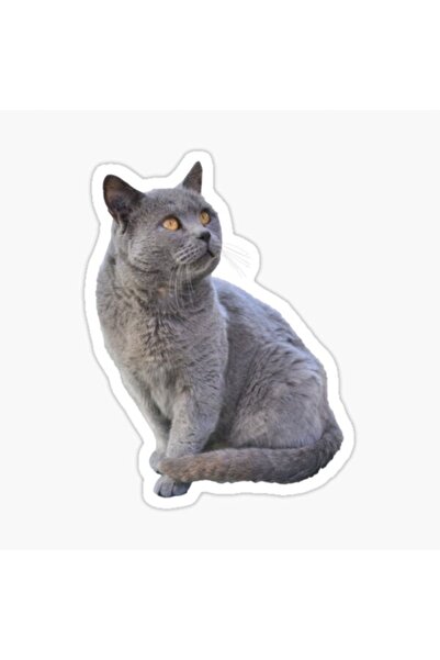 TSC Chartreux Kedi Autocolant Auto Colorat V5