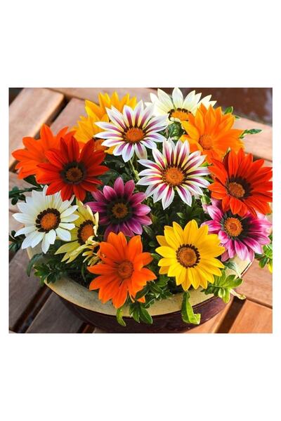 The Best Online Koyun Gözü (GAZANYA) Çiçeği, 3 Adet