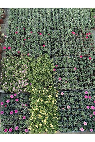 Fide Sepeti Karanfil Çiçek Fidesi (3lü Ambalaj)