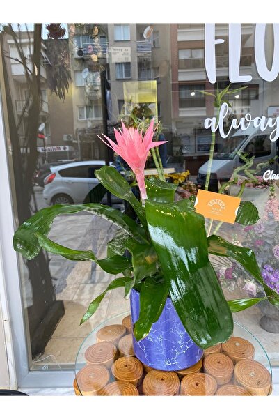 MAIA FLORAL DESIGN Aechmea Fasciata Ithal Eşmeya Çiçeği 50 Cm (saksılı) Ev Ve...