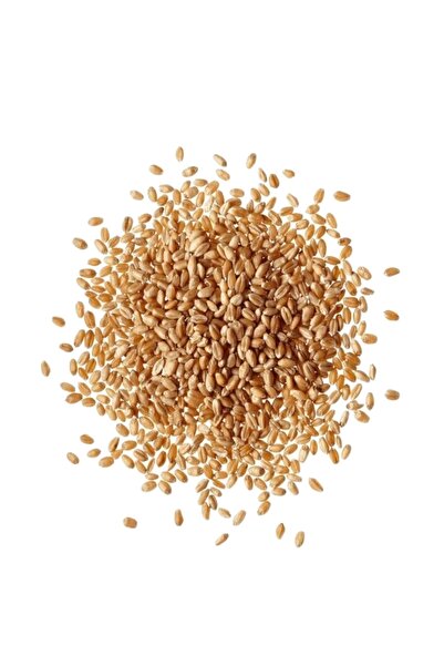 Genel Markalar 5 Kg Yemlik Buğday / Kuş Tavuk Kaz Ördek Yemi, %100 Doğal