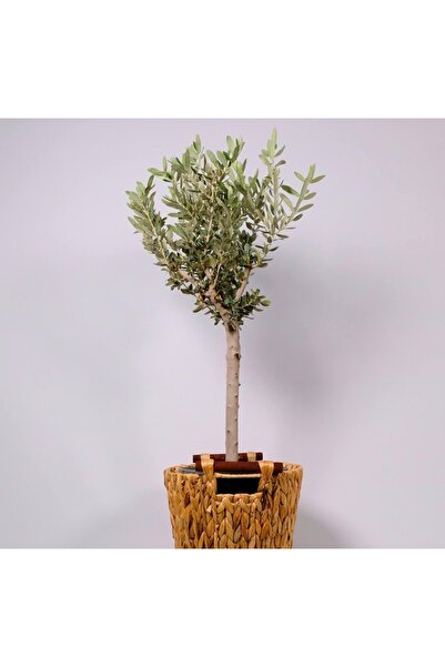 Nabagarden Bodur Bonsai Gemlik Zeytin
