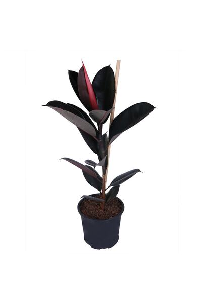 HOBİ VE BAHÇE Koyu Renk Yapraklı Kauçuk - Elastica Robusta - Bitki Boyu 50 - ...