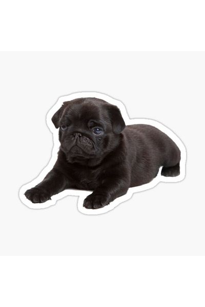 TSC Autocolant pentru câini rase Pug Auto Auto Paste 17cm Z6