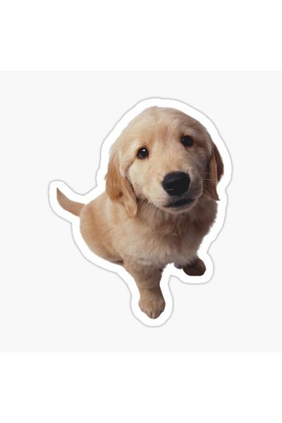 TSC Autocolant Golden Puppy Dog Auto Auto Pastă 17cm A1