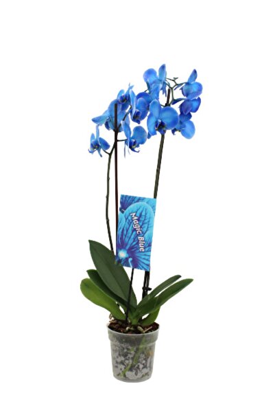 AKDOĞA Phalaenopsis Magic Blue Orkide 60-80 cm Mavi Renkli Çift Dallı Ithal O...