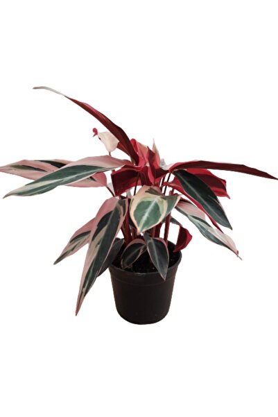 Genel Markalar Calathea Triostar-dua Çiçeği