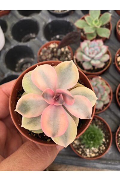 SUKULENTİSTANBUL Kahverengi Saksıda Echeveria Rainbow Sukulent 5.5cm