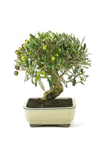 Murat Tohumculuk Bodur Bonsai Zeytin Ağacı Tohumu Ekim Seti 3 Adet Tohum + To...
