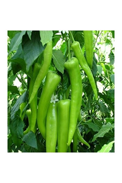 Genel Markalar 5 Adet Yıldız F1 Çarliston Biber Fidesi