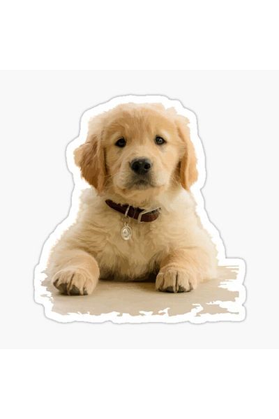 TSC Autocolant Golden Puppy Dog Auto Auto Pastă 17cm A6