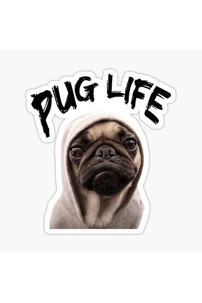 TSC Autocolant pentru câini rase Pug Auto Auto Paste 17cm N9