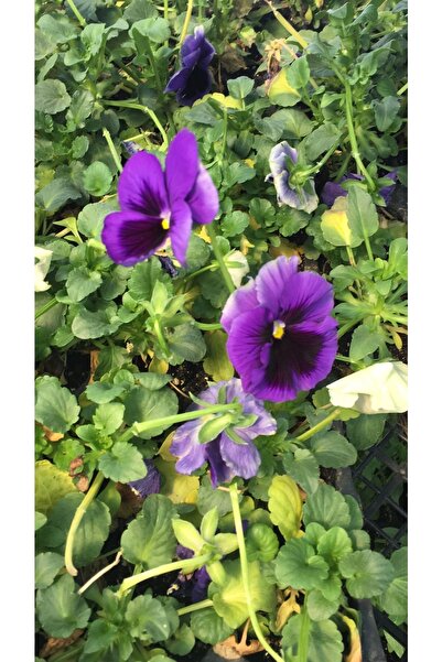 Fide Sepeti Hercai Menekşe Çiçek Fidesi (3lü Ambalaj)