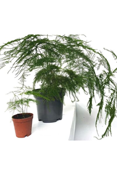 Ender Peyzaj Bahçe Market Kuşkonmaz Bitkisi Asparagus Ev Bitkisi Iç Mekan Bit...