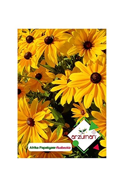Genel Markalar Arzuman-afrika Papatyası (rudbeckia) Çiçek Tohumu 100 Adet