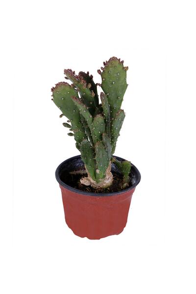 HOBİ VE BAHÇE Kaktüs - Opuntia Monacantha