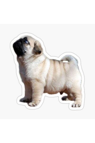 TSC Autocolant Câine Rasă Pug Puppy pentru Mașină 17cm A5