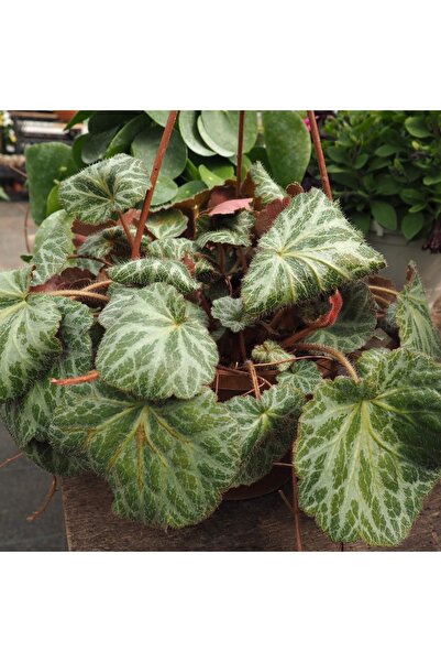 Zarafet Çiçek Gelin Teli (SAXİFRAGA STOLONİFERA)( Fide)