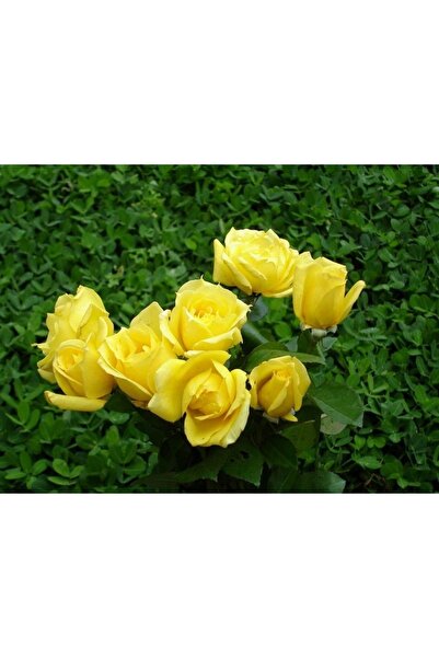 OLİMPOS TARIM 2 Adet Açık Kök Baston Gül Fidanı (sarı) 1 Yaşında 20-25cm