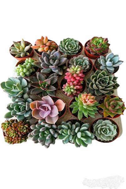 EGZOTİKBAHÇE Sukulent Seti 10 Adet Farklı Succulent Set Mix Dolgun Formlu Çeşit