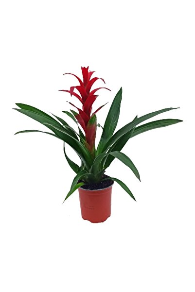 Bitki Fidanım Guzmania Guzmanya Yıldız Çiçeği 40-50 Cm