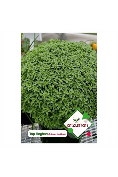 Arzuman Reyhan (fesleğen) Çiçek Tohumu