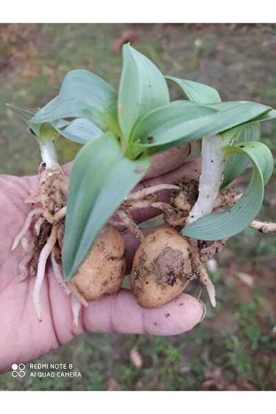 Doruk Fidancılık Salep Fidesi 250 Adet