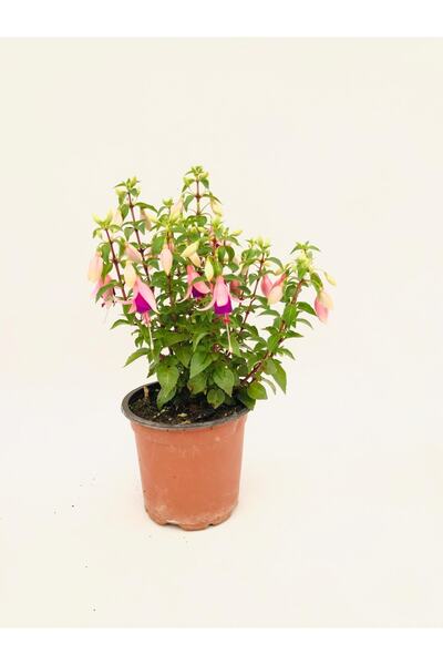 Genel Markalar Küpeli 15 Lik Saksıda