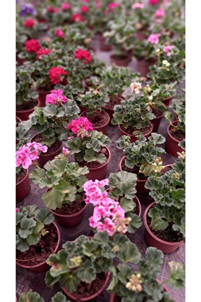 YEŞİLİMARKET Sardunya Çiçeği 3 Adet {sürpriz Karışık Renk} 13cm.lik Saksıda