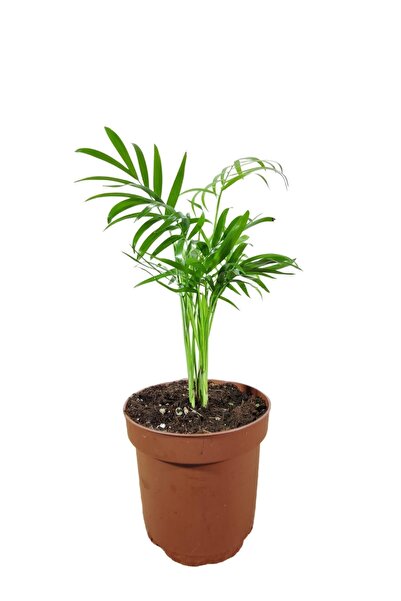 Bitki Fidanım Dağ Palmiyesi- Chamaedorea Elegans 20-30 Cm