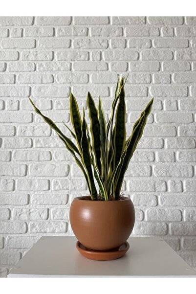 odka 8litre Küre Saksı Tabaklı Yükseklik:16cm Çap:18cm Naturel Renk