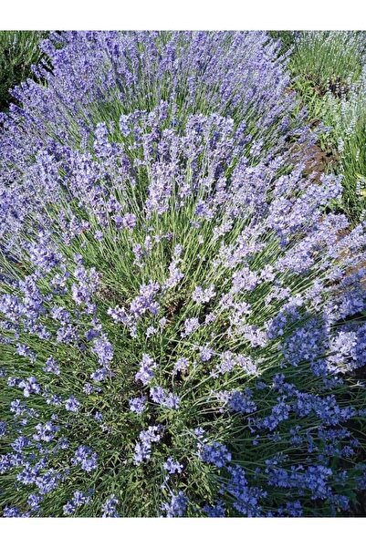 Doruk Fidancılık 100 Adet Lavanta Açık- Kök Angustifolia Fidanı Fidesi