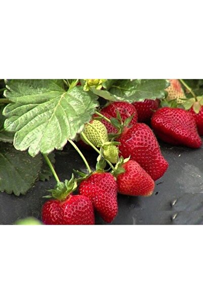 OLİMPOS TARIM 6 Adet Sweet Charlie Çilek Fidanı Açık Kök