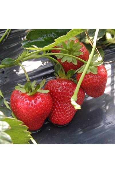 OLİMPOS TARIM 6 Adet Albion (yediveren) Çilek Fidanı Açık Kök