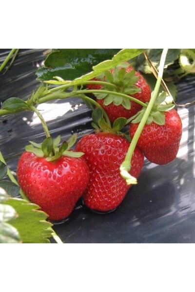 OLİMPOS TARIM 40 Adet Yeni Söküm Albion (yediveren) Çilek Fidanı Açık Kök