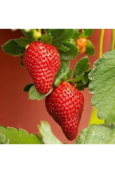 OLİMPOS TARIM 6 Adet Frigo Osmanlı Çilek Fidanı Açık Kök