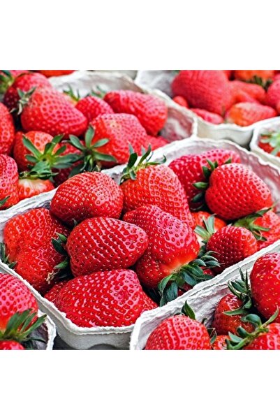 OLİMPOS TARIM 6 Adet Frigo Karışık Tür Çilek Fidanı Açık Kök
