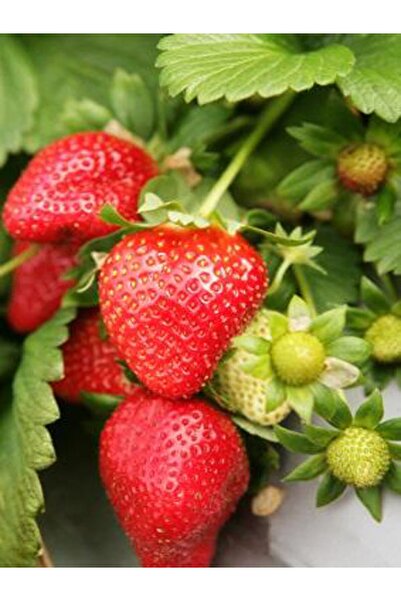 Genel Markalar 25 Adet Rubygem Açık Köklü Frigo Taze Yediveren Çilek Fidanı F...