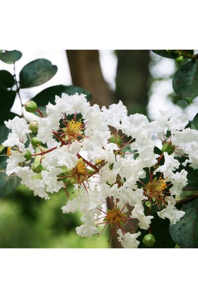 mutbirlik Tüplü Beyaz Çiçekli Lagerstroemia Indica Oya Ağacı