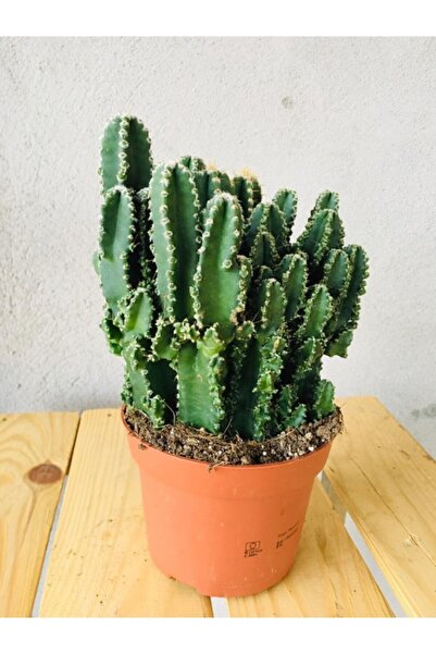 SUKULENTİSTANBUL Cereus Peruvianus Florida Kaktüs Bol Köklü 12cm Saksılı - Ra...