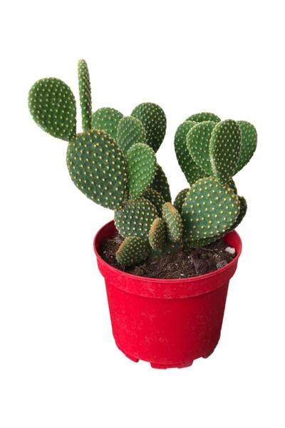 SOcactus Büyük Boy Ve Bol Köklü Tavşan Kulağı Kaktüs Sukulent