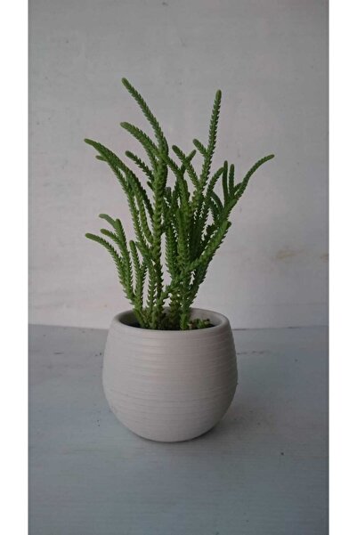 Kamelya Çiçekçilik Prenses Çamı Sukulent