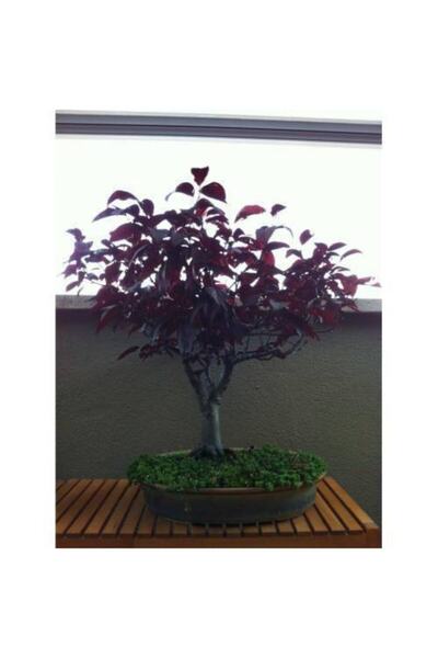 Murat Tohumculuk Bodur Bonsai Erik Ağacı Tohumu Prunus Erik Ağacı Tohumu 2 Ad...