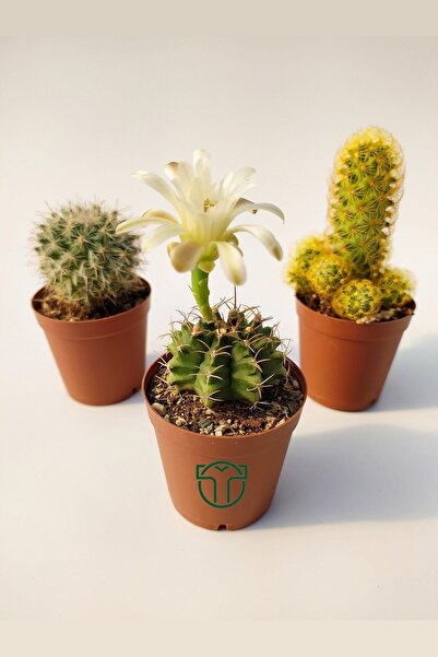 Toptan Kaktüs 3 Lü Kaktüs Set