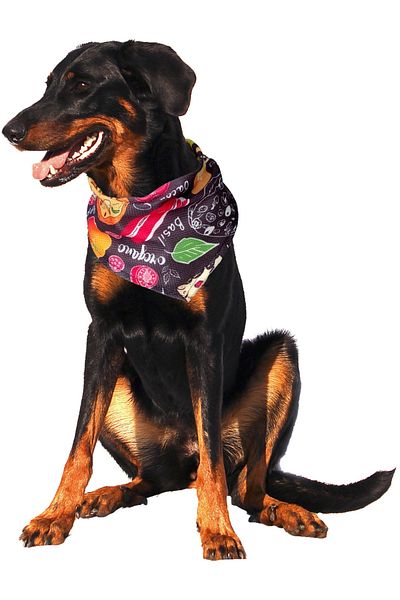 stylie Small Size Fast Food Patterned Lace Up Dog Scarf Bandana, 40 Cm