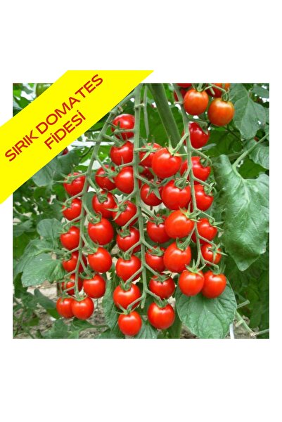 AHG BOTANİK Sırık Domates Fidesi 6 Adet Sırık Domates Fidesi Çitili