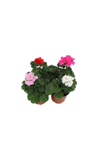 AKDOĞA 4'lu Pelargonium Zonale Mix Sardunya Bitkisi Beyaz Lila Kırmızı Fuşya Renk
