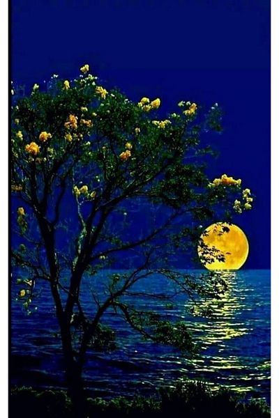 Marcel Kristal Tablo Full Moon Behind the Tree Marcel Art Diamond Mosaic Painting 46x74cm